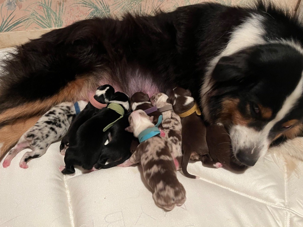 Chiot Berger Australien Du Jardin D'Oreben