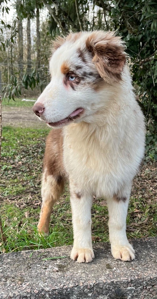 Du Jardin D'Oreben - Chiots disponibles - Berger Australien