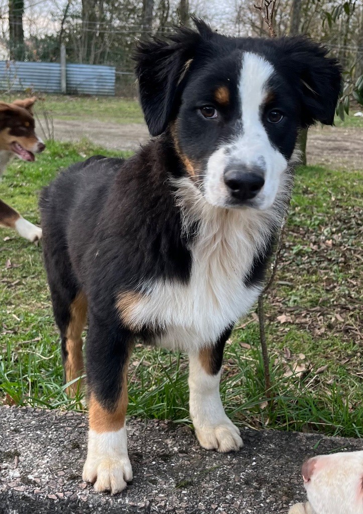 Du Jardin D'Oreben - Chiots disponibles - Berger Australien